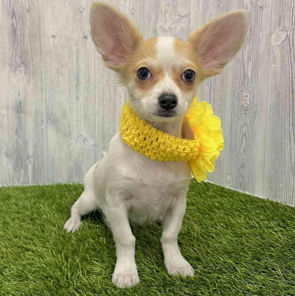 Female Chihuahua Puppy for Sale in Braintree, MA