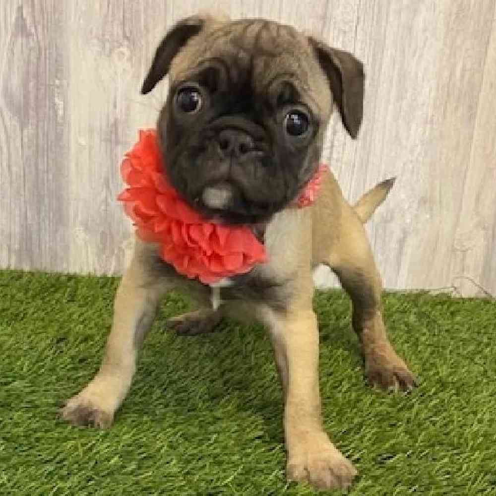 Female Frug Puppy for sale