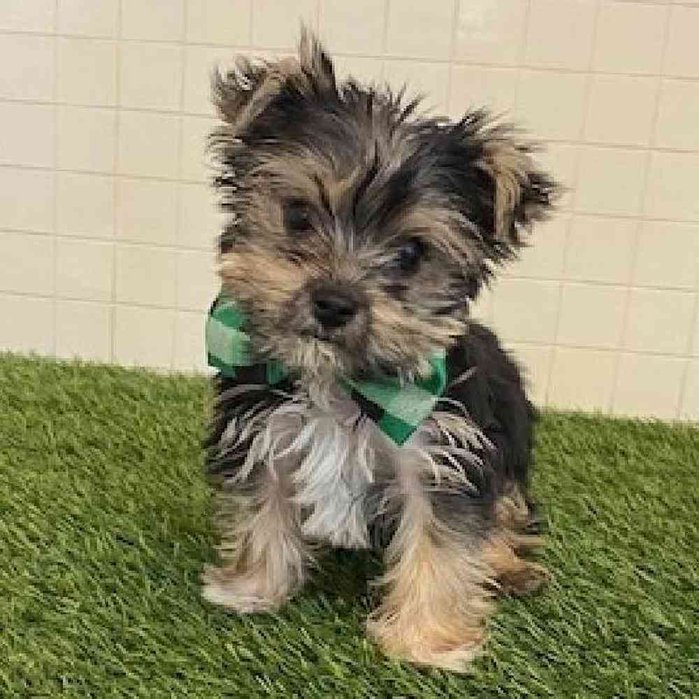 Male Biewer Yorkshire Terrier Puppy for sale