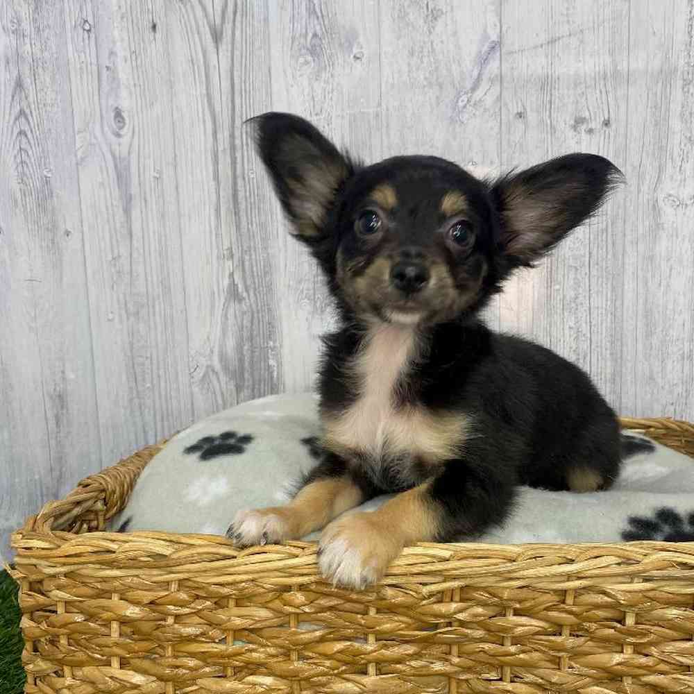 Male Chihuahua Puppy for Sale in Saugus, MA