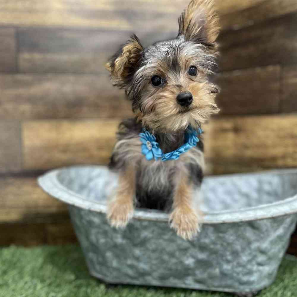 Female Yorkshire Terrier Puppy for Sale in Braintree, MA