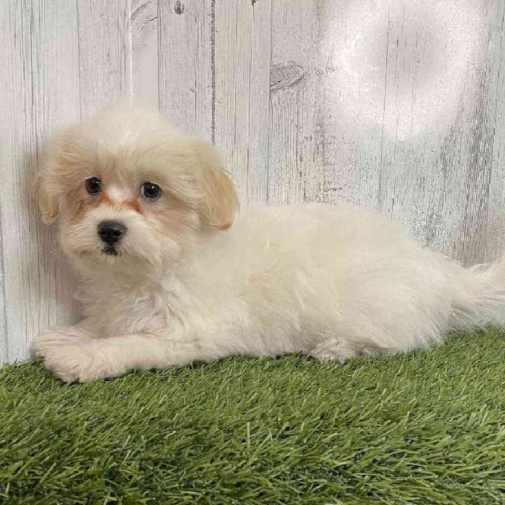 Female Shiranian Puppy for sale