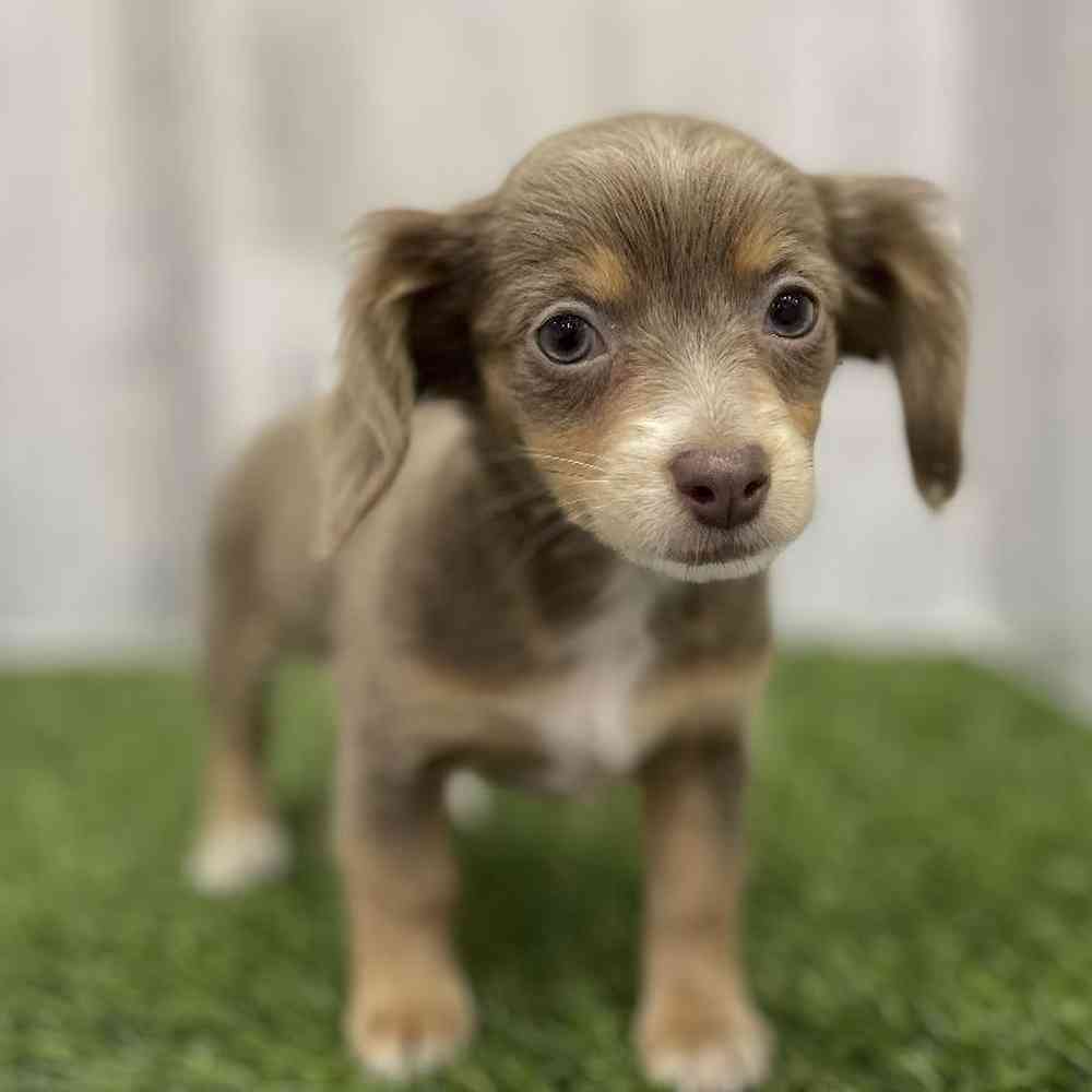 Female Chiweenie Puppy for Sale in Braintree, MA