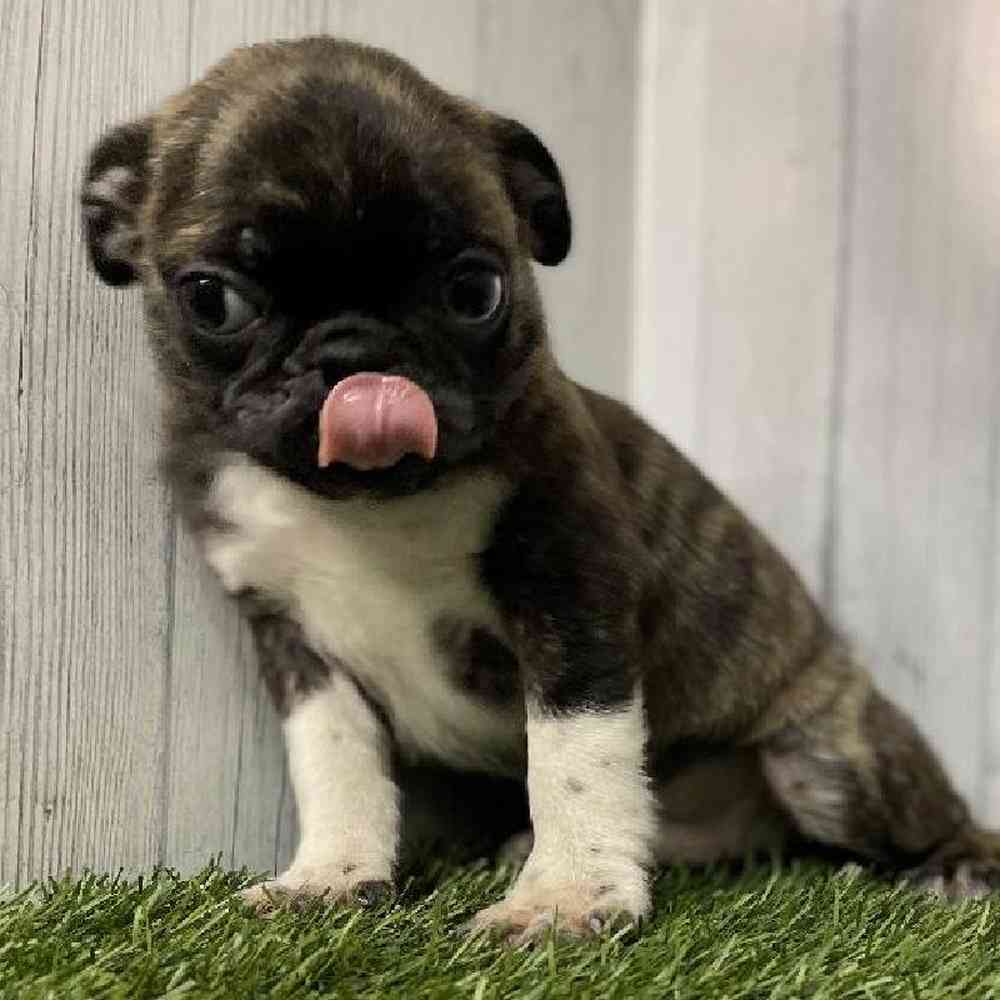 Male Bugg Puppy for sale