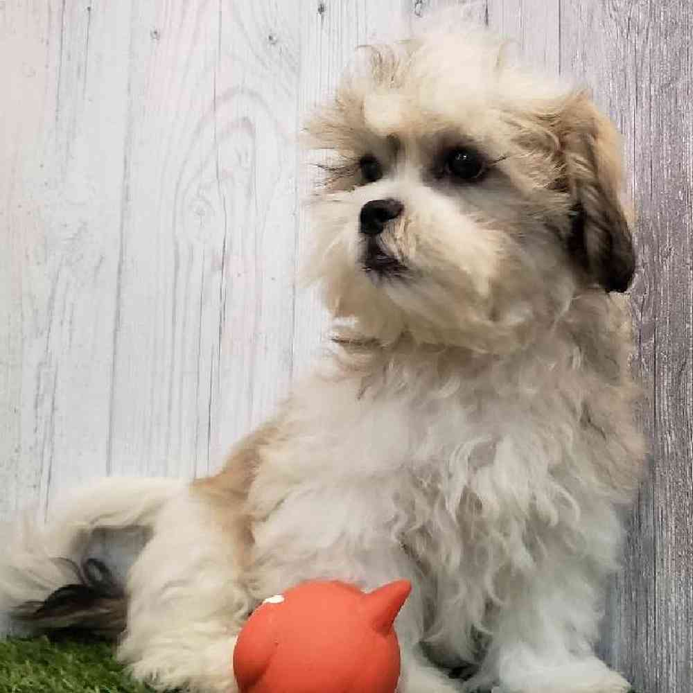 Male Teddy Bear (Zuchon) Puppy for sale