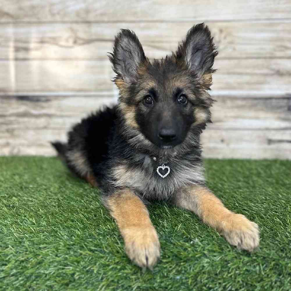 Female German Shepherd Dog Puppy for Sale in Saugus, MA