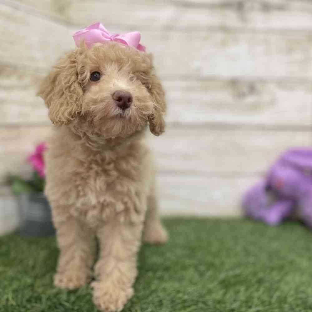 Female Mini NewfyPoo Puppy for Sale in Braintree, MA