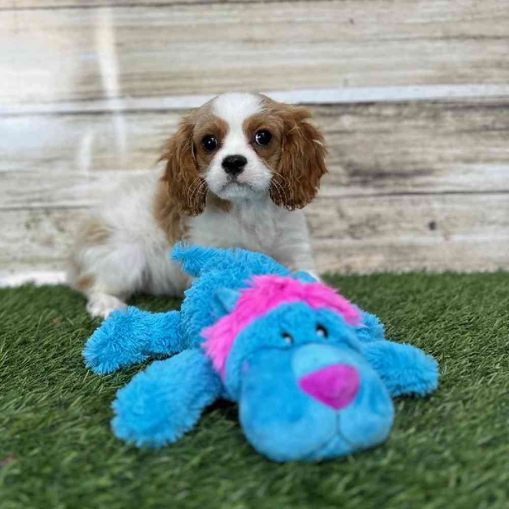Male Cavalier King Charles Spaniel Puppy for Sale in Saugus, MA