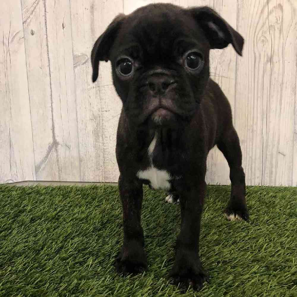 Female Bugg Puppy for sale