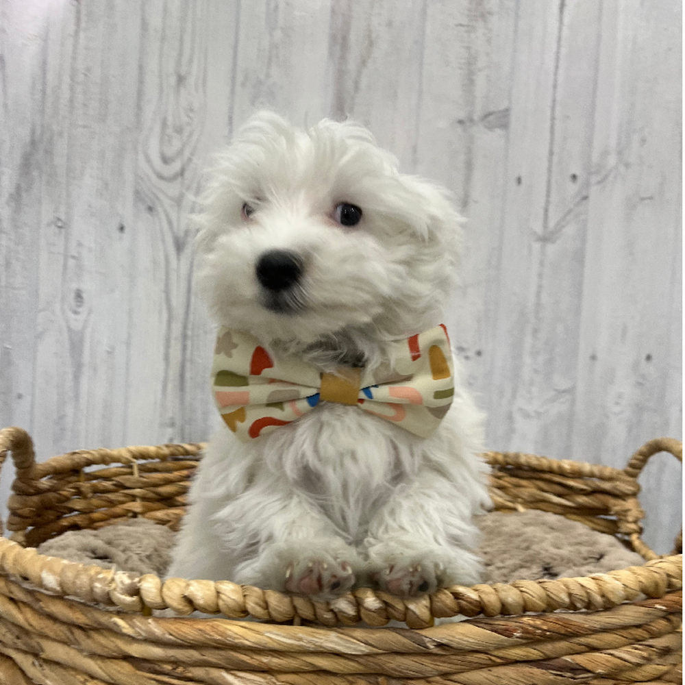 Male Havapoo Puppy for Sale in Braintree, MA