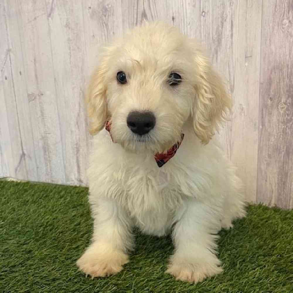 Male Mini Labradoodle Puppy for Sale in Saugus, MA