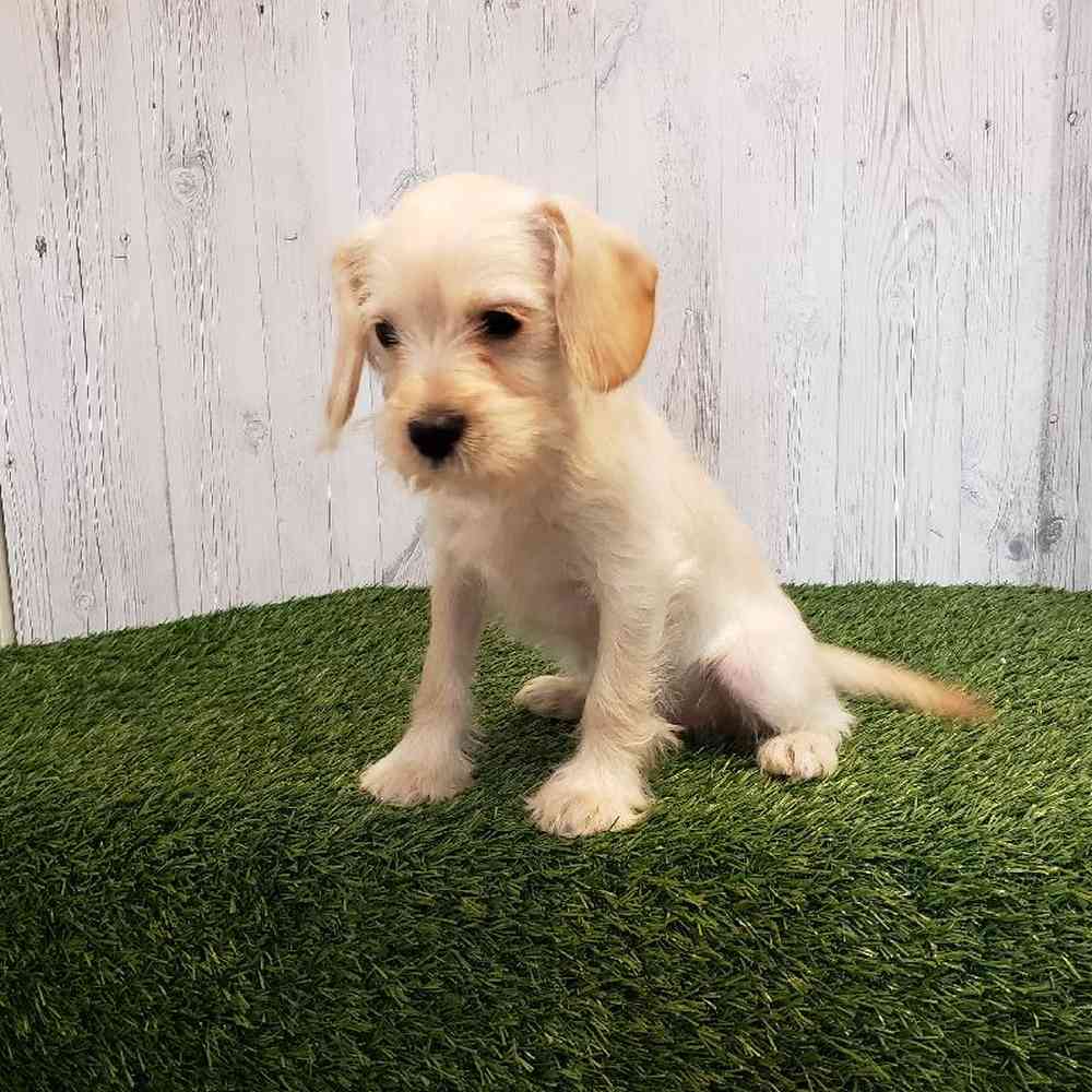 Female Mini King Schnauzer Puppy for sale