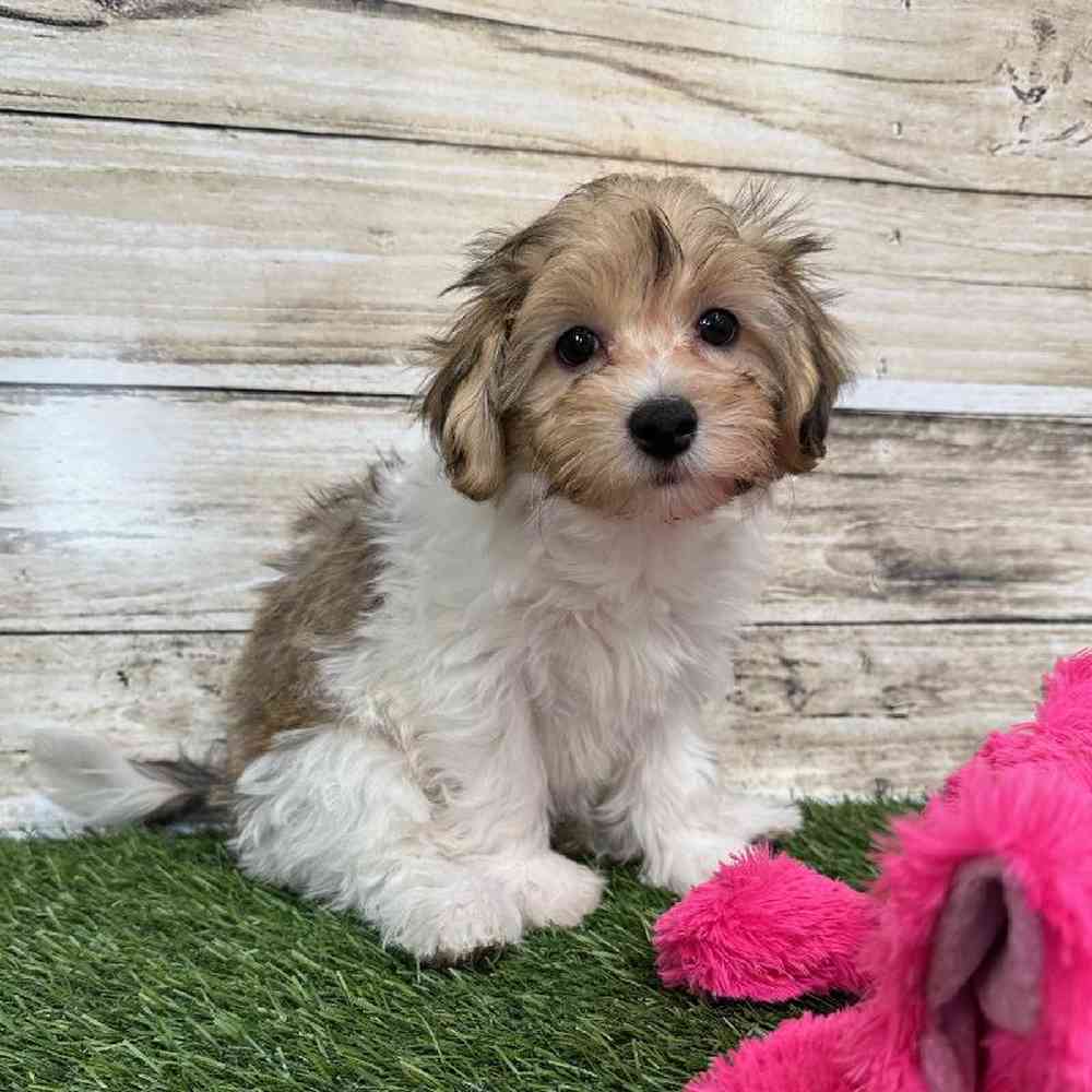 Female Hava-Chon Puppy for Sale in Saugus, MA