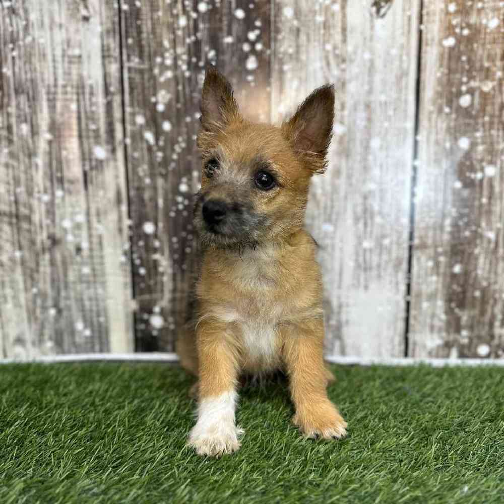Male Cairn Terrier Puppy for Sale in Saugus, MA