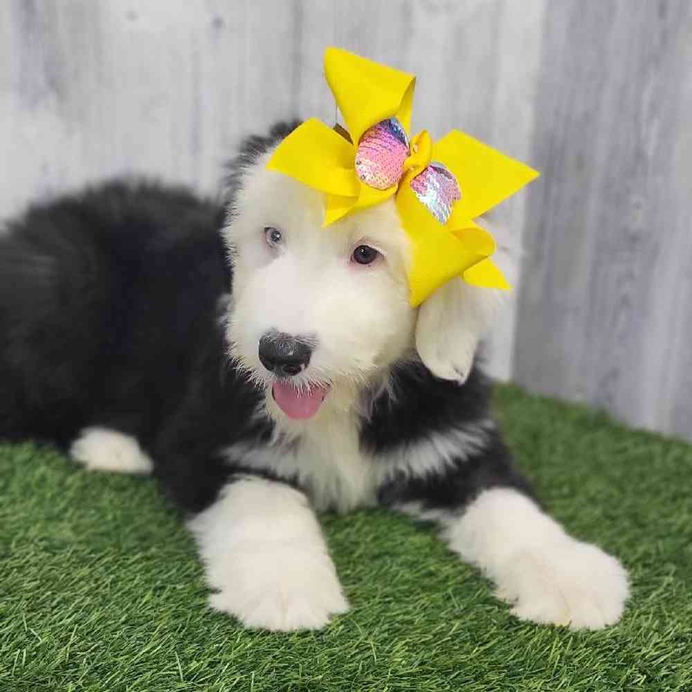 Female Old English Sheepdog Puppy for Sale in Saugus, MA