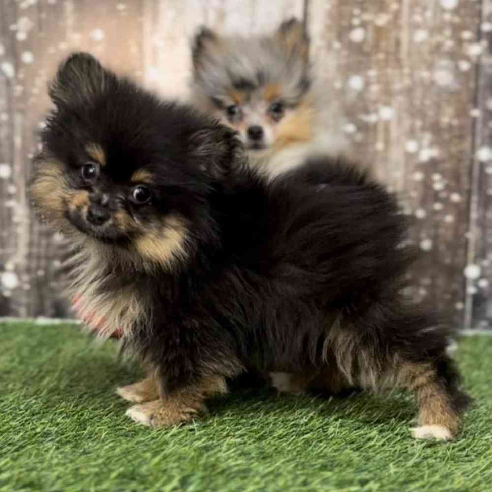 Male Pomeranian Puppy for Sale in Saugus, MA