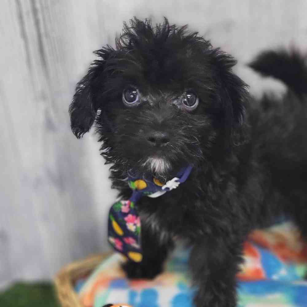 Male Papi-Poo Puppy for Sale in Braintree, MA
