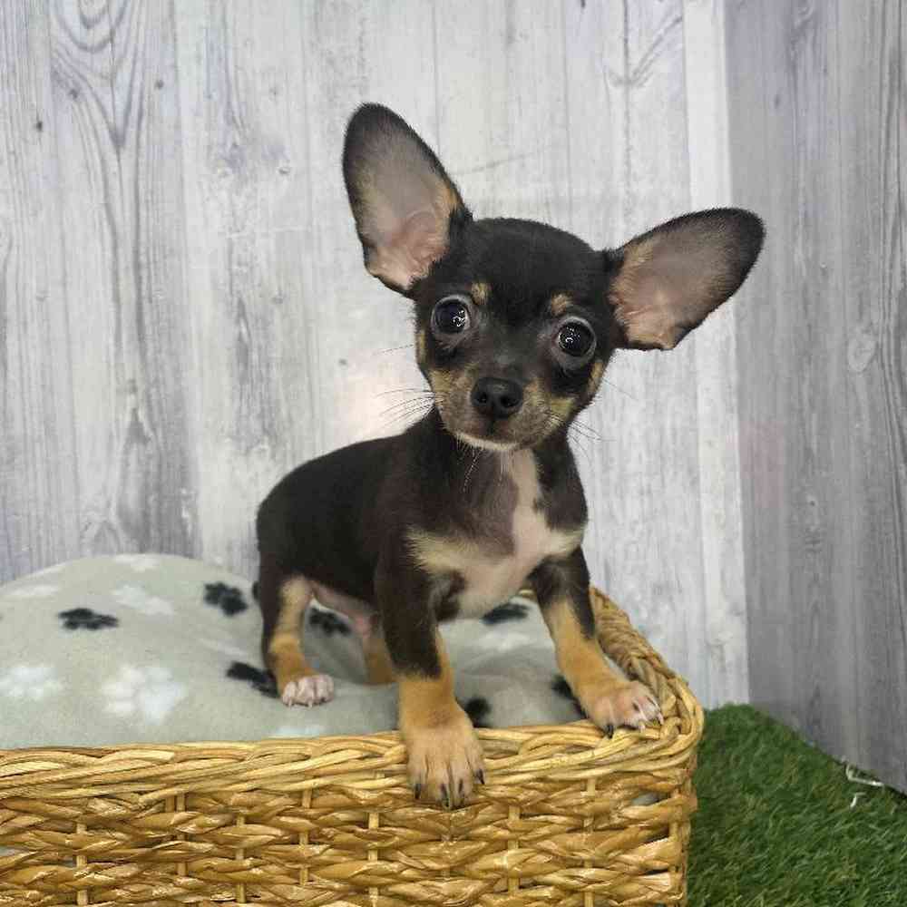 Male Chihuahua Puppy for Sale in Saugus, MA