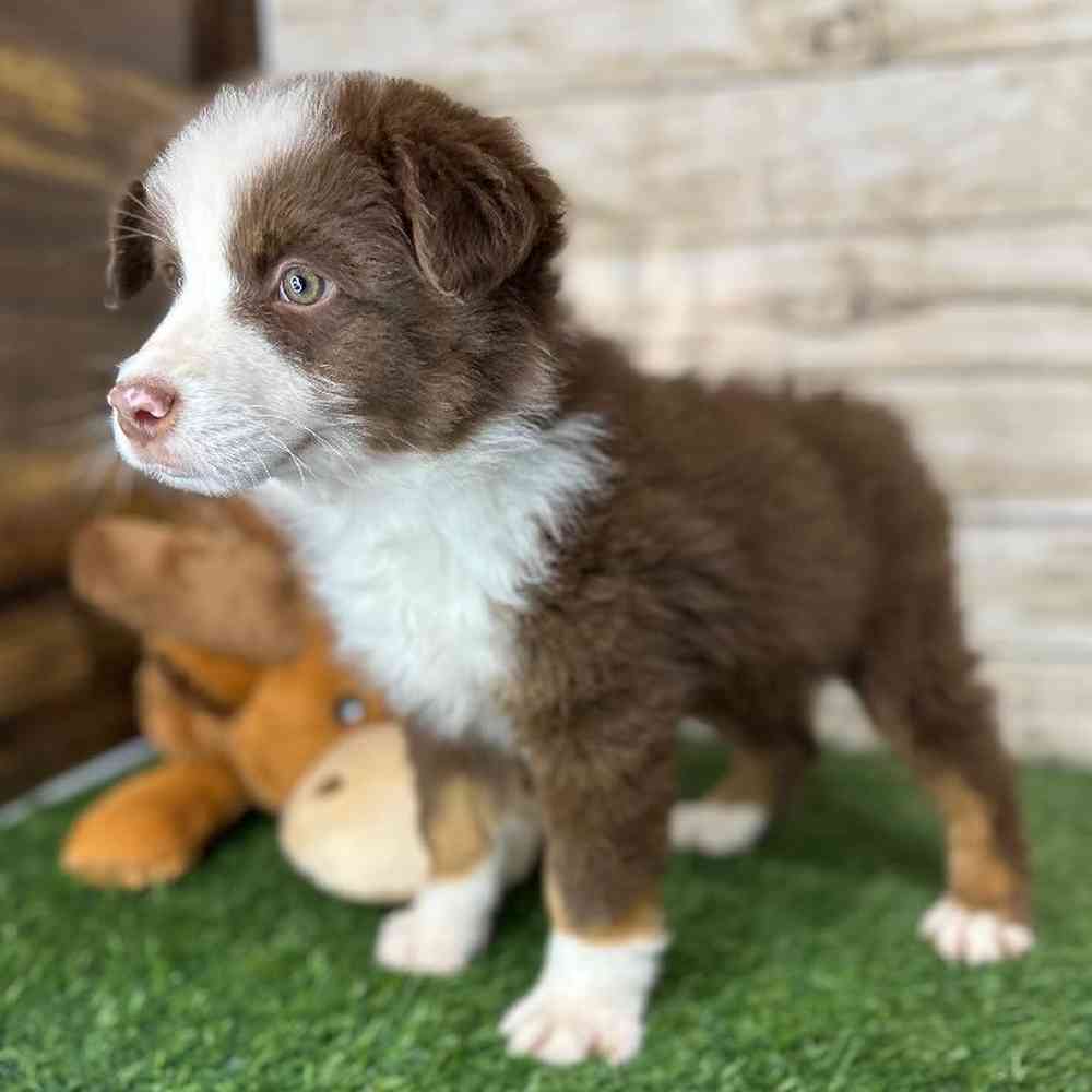 Male Australian Shepherd Puppy for Sale in Saugus, MA