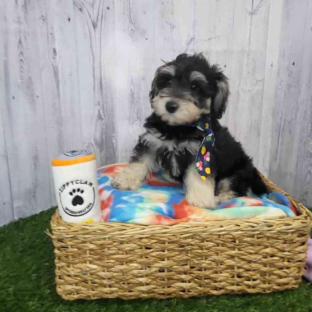 Male Chonzer (Bichon/Min Schnauzer) Puppy for Sale in Saugus, MA
