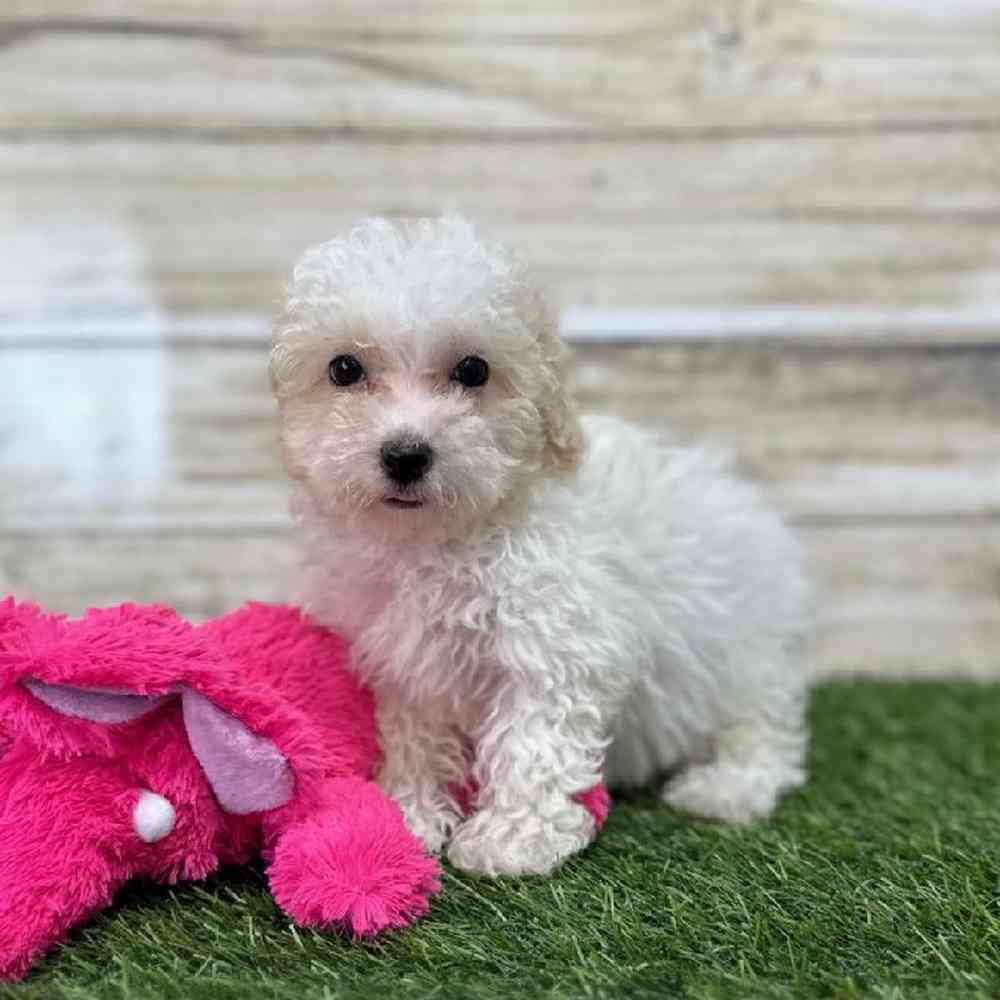 Female Poodle Toy Puppy for Sale in Saugus, MA