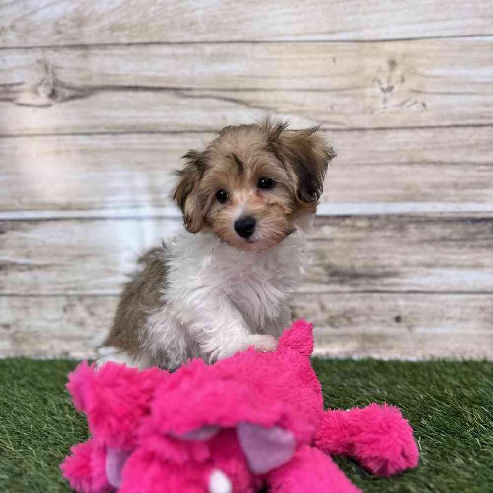 Female Hava-Chon Puppy for Sale in Saugus, MA