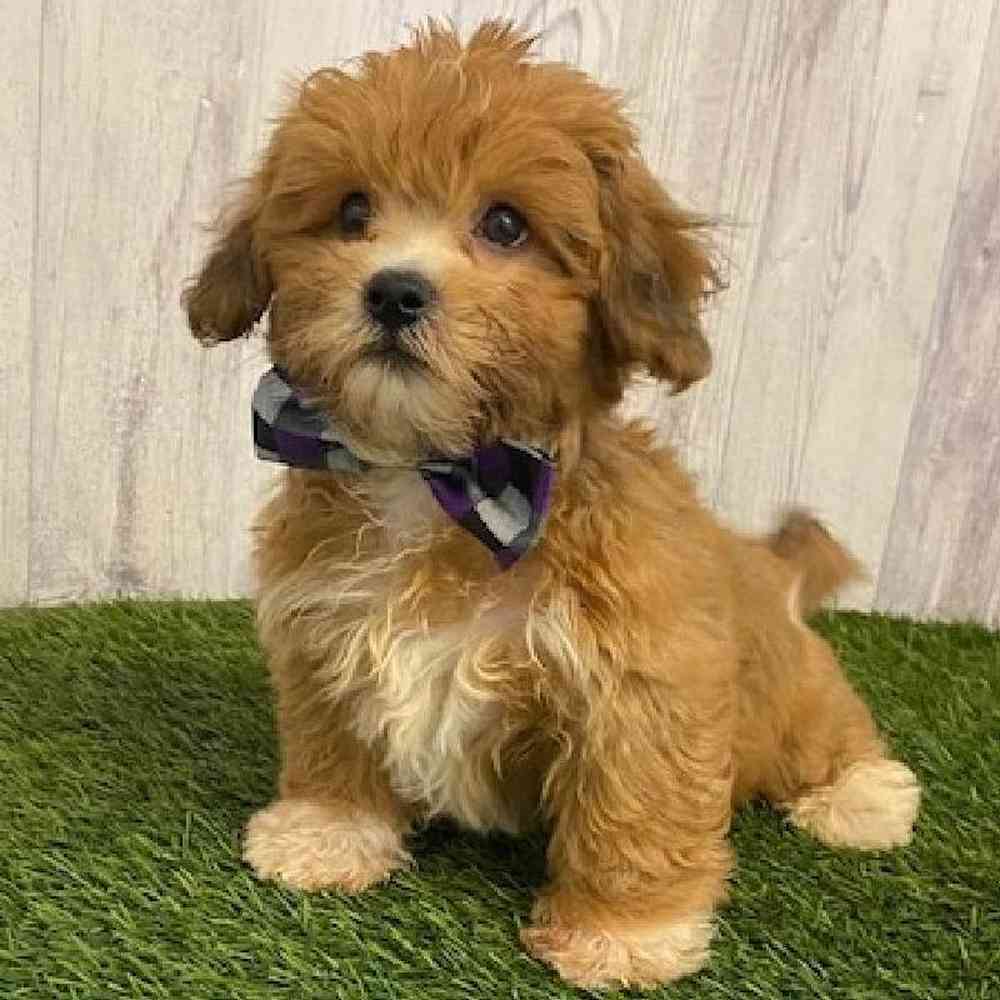 Male La-Chon Puppy for sale