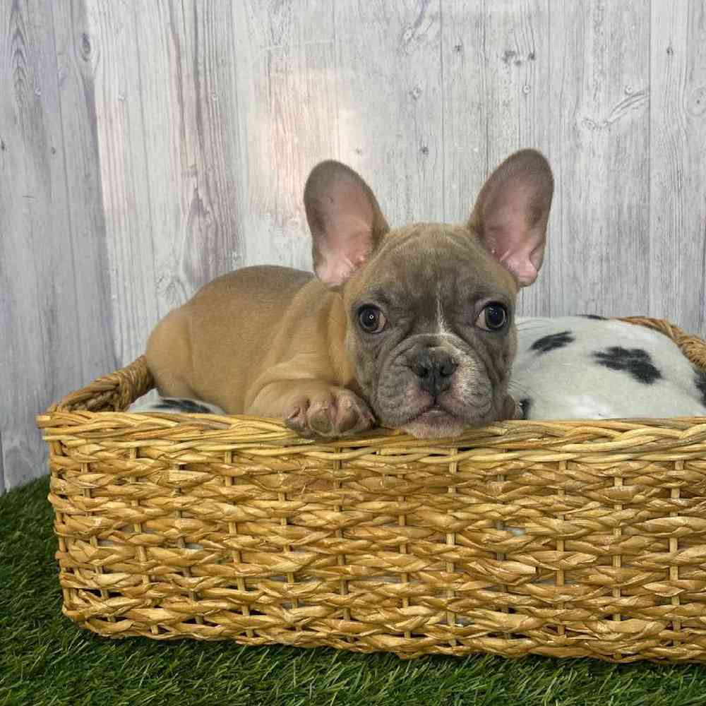 Male French Bulldog Puppy for Sale in Saugus, MA