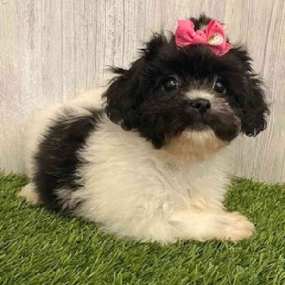 Female Teddy Bear (Zuchon) Puppy for sale