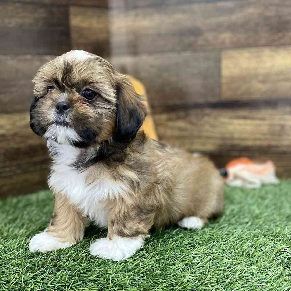 Female Shih-Apso Puppy for Sale in Braintree, MA