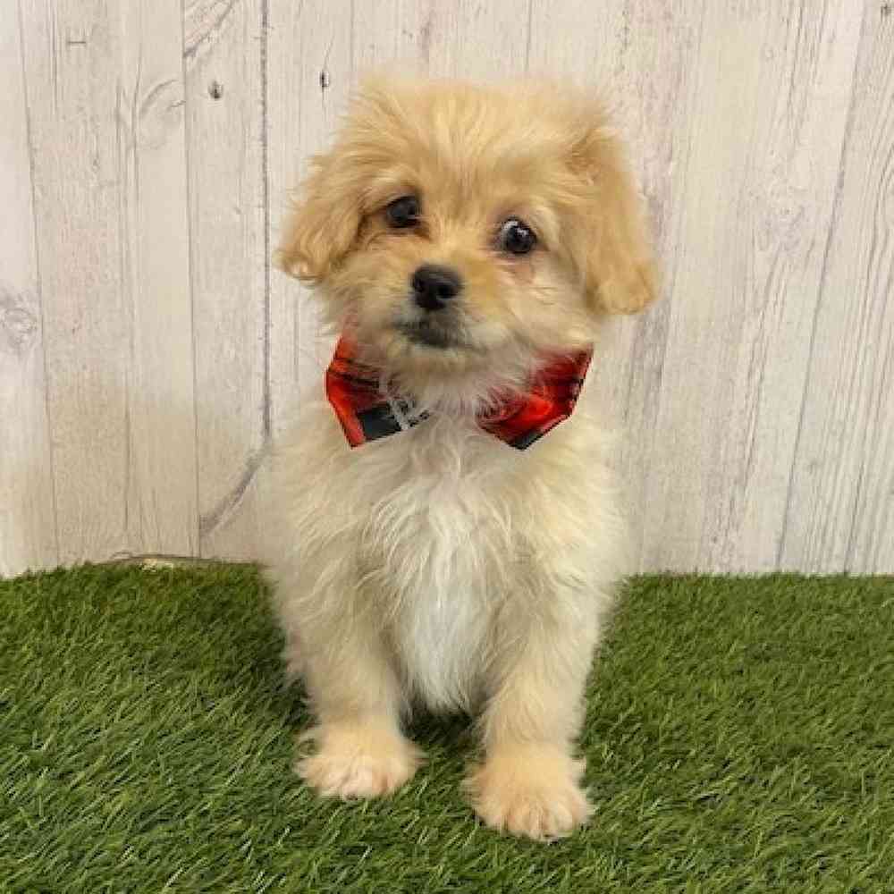 Male Peke A Poo Puppy for Sale in Saugus, MA