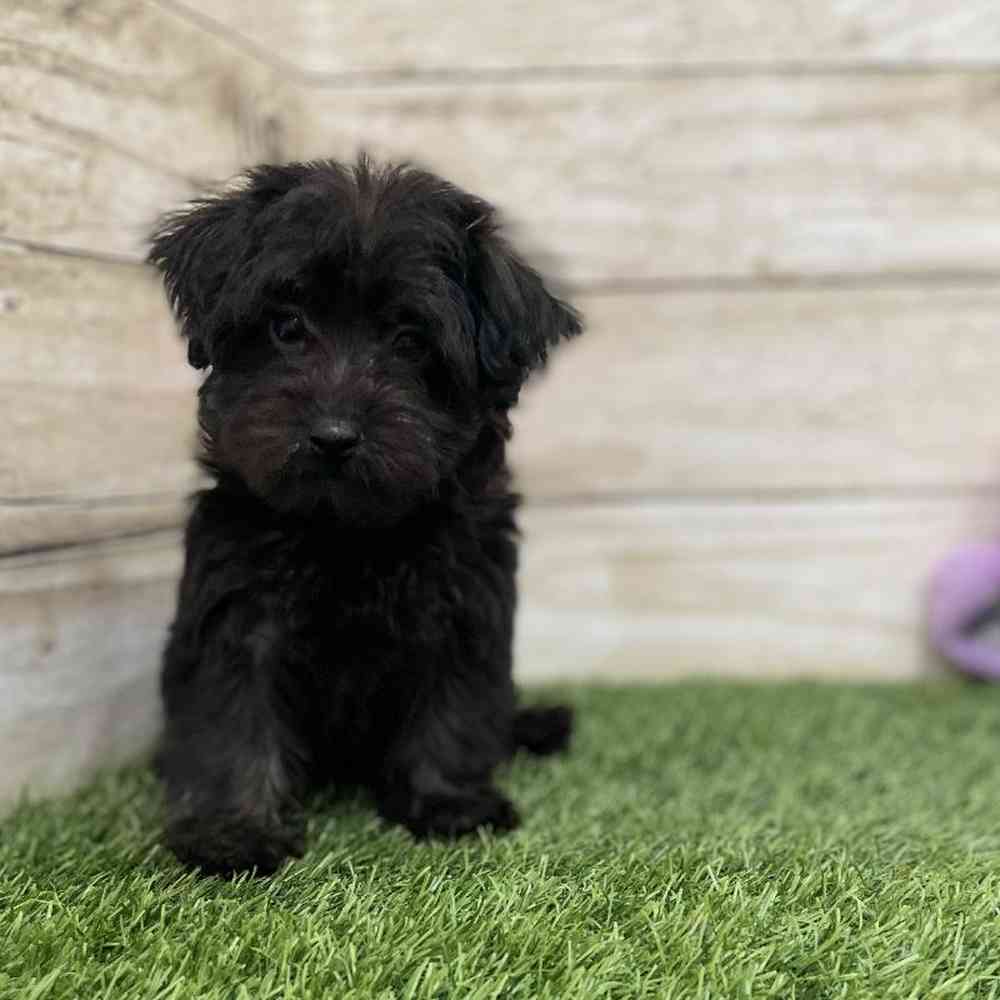 Male Yorkie-Poo Puppy for Sale in Braintree, MA
