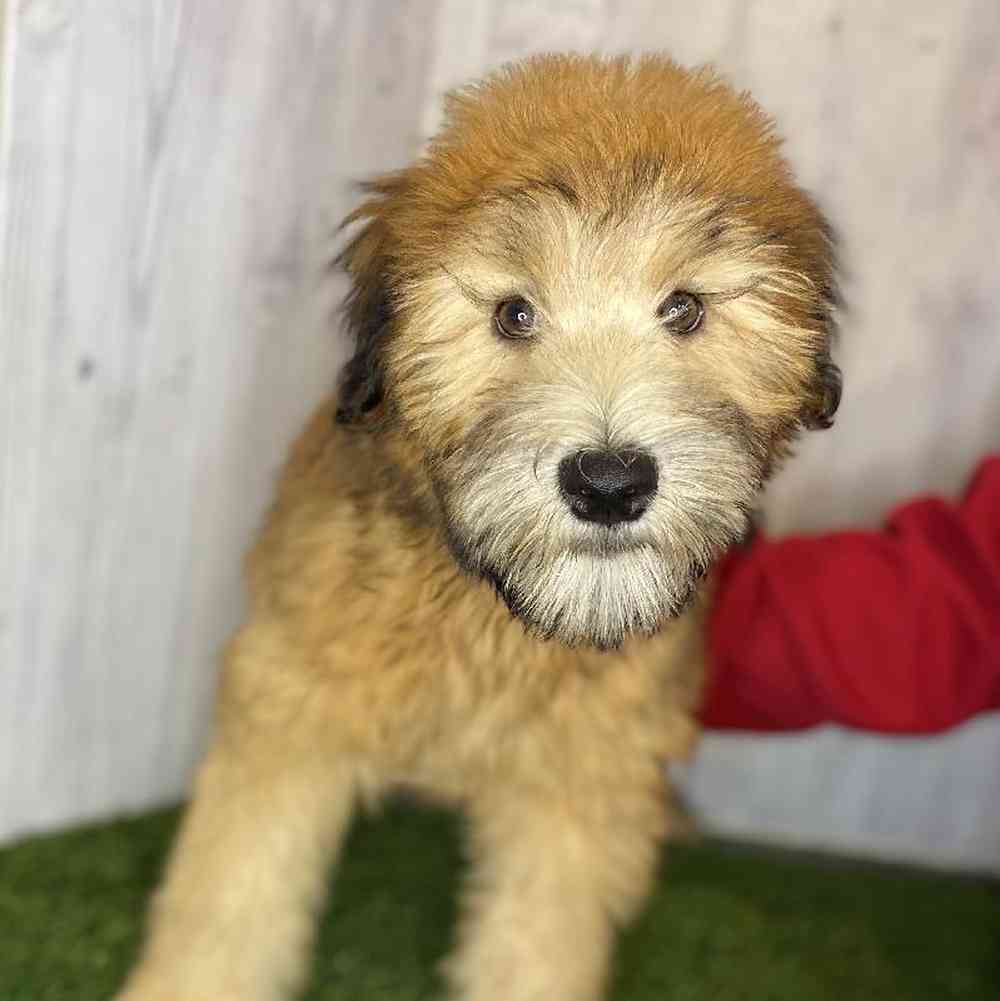 Female Soft Coated Wheaten Terrier Puppy for Sale in Saugus, MA