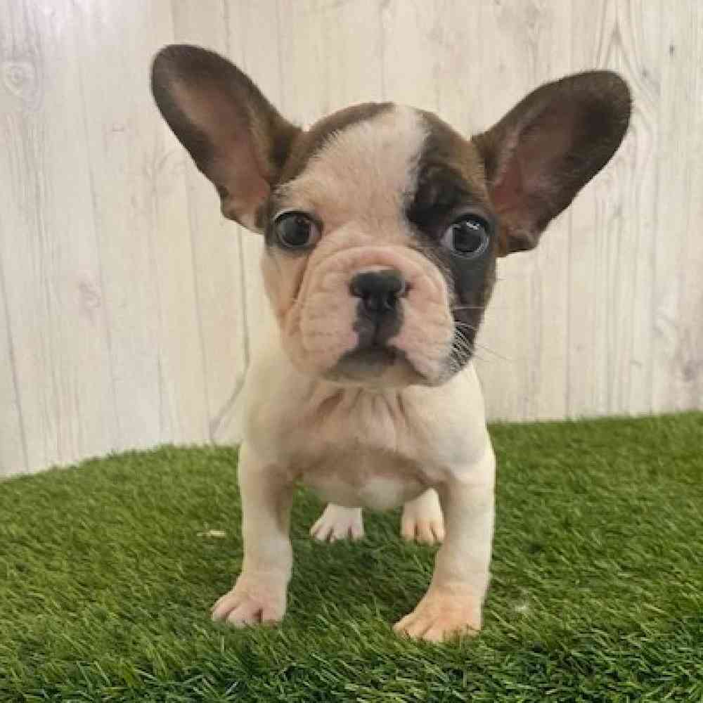 Female French Bulldog Puppy for sale