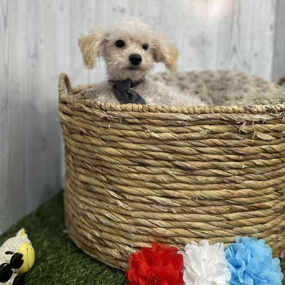 Male Poodle (MINI) Puppy for sale