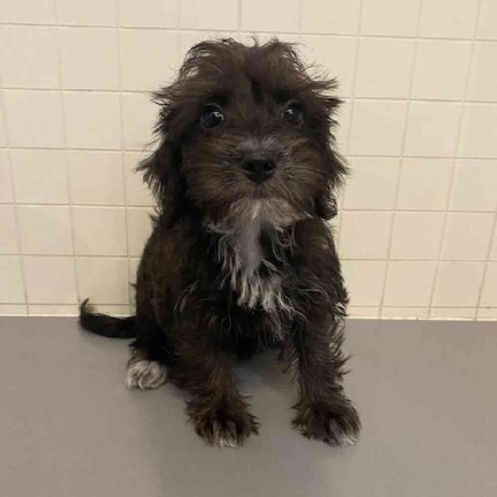 Female Schnoodle Puppy for sale