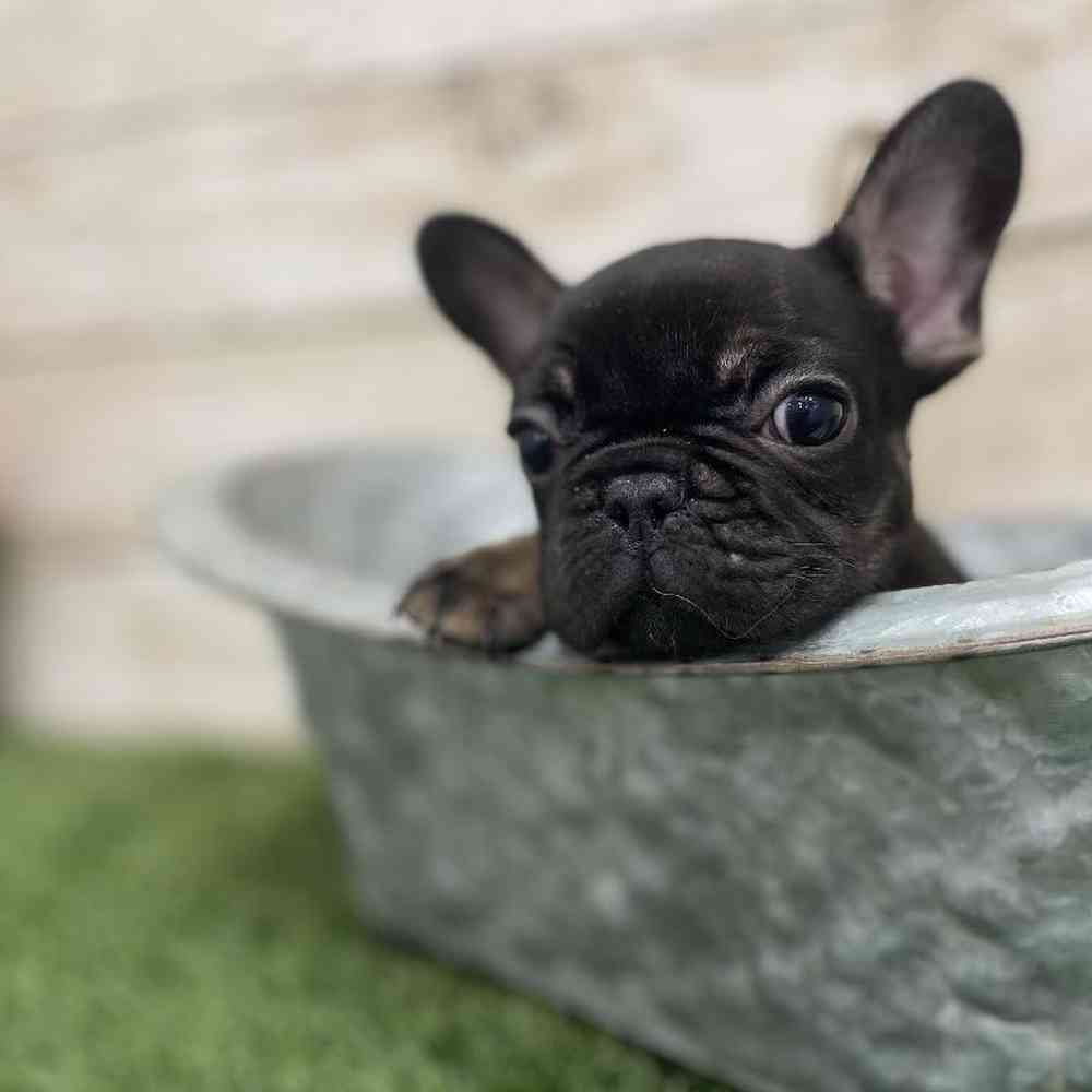 Male French Bulldog Puppy for Sale in Braintree, MA