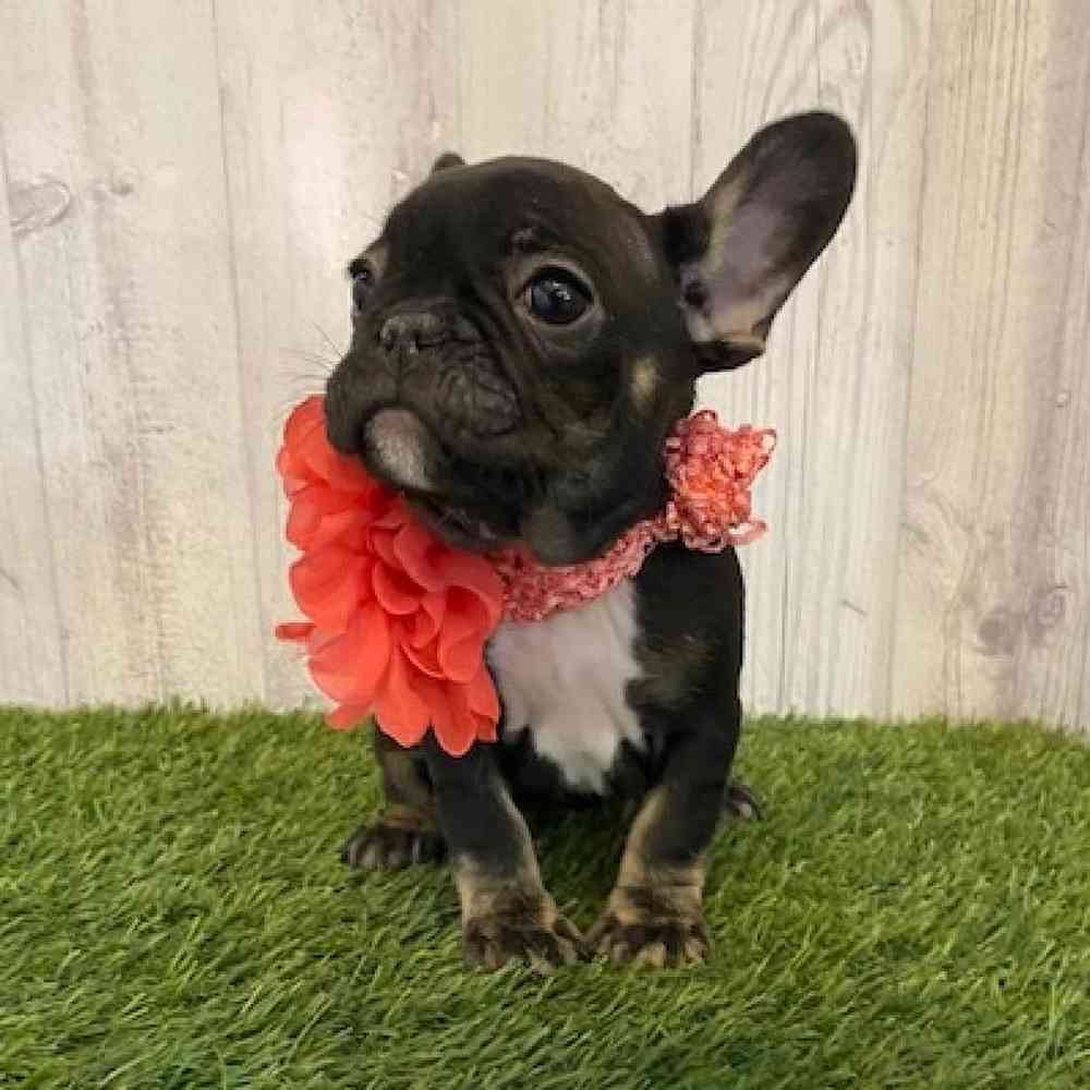 Female French Bulldog Puppy for Sale in Saugus, MA