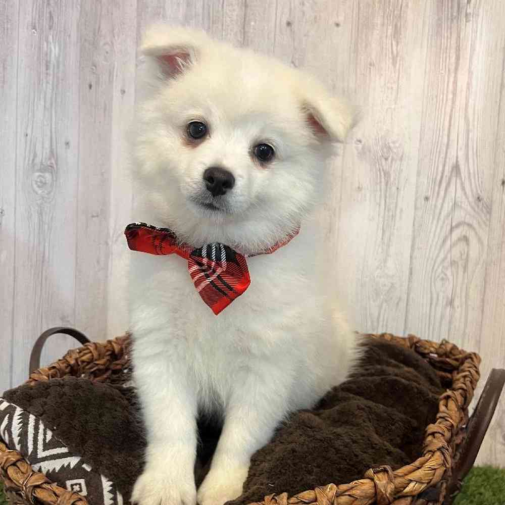 Male Pomimo Puppy for Sale in Saugus, MA