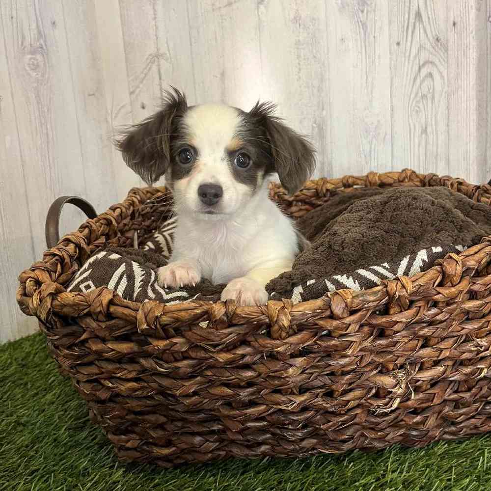 Female Chiweenie Puppy for Sale in Saugus, MA