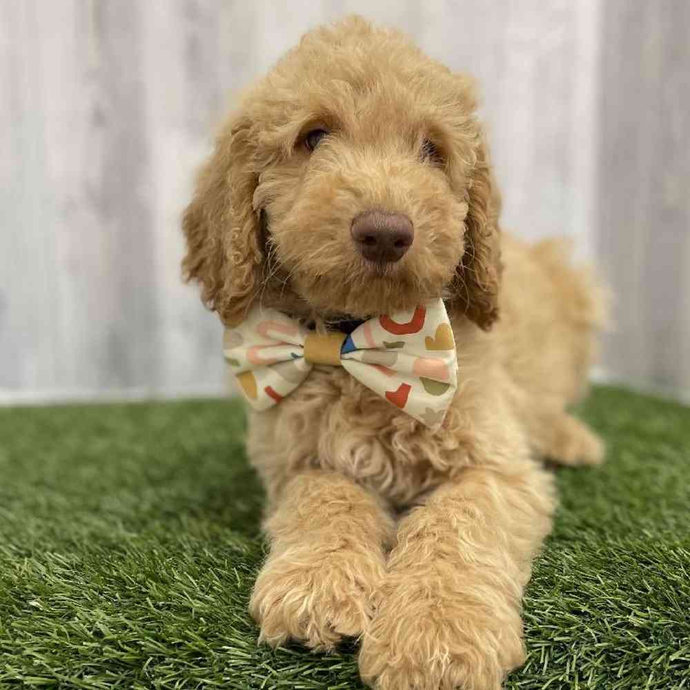 Male Mini Goldendoodle Puppy for Sale in Braintree, MA