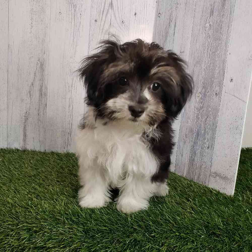 Male Havamalt Puppy for sale