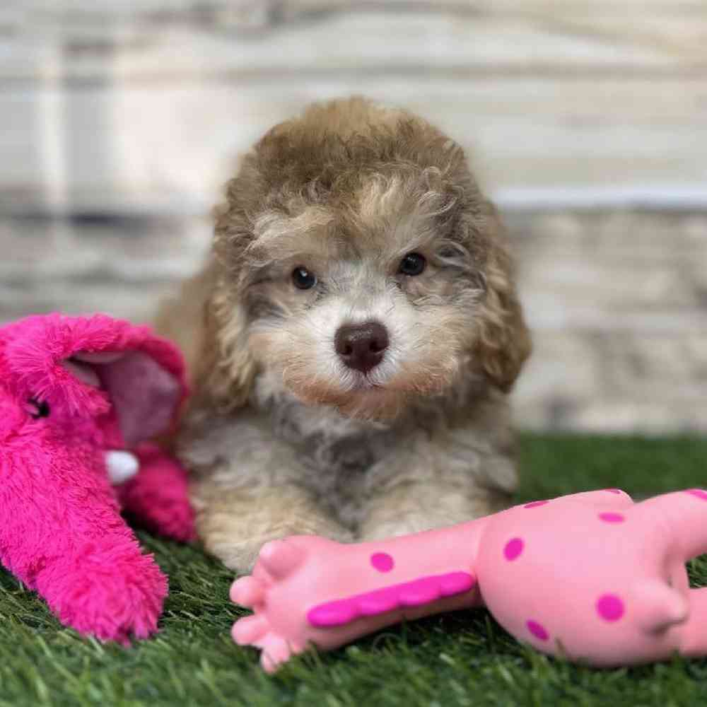 Female Mini NewfyPoo Puppy for Sale in Saugus, MA