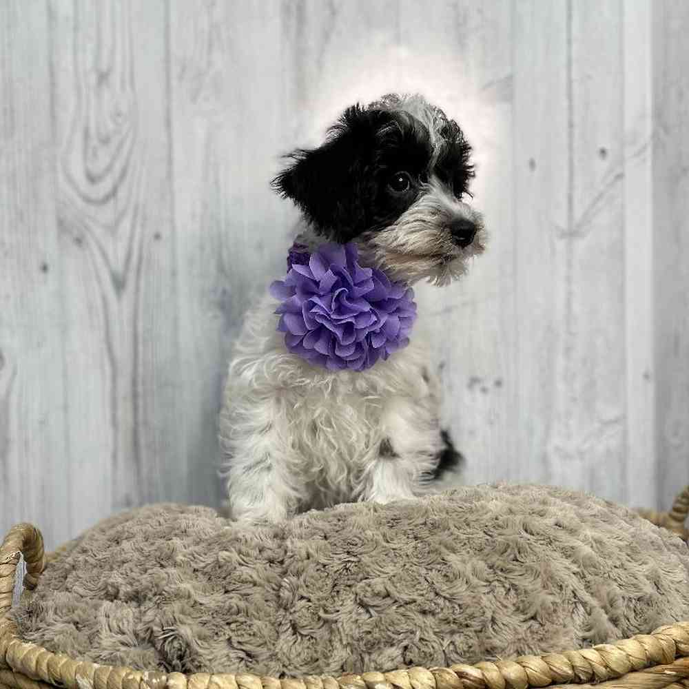 Female Schnoodle Puppy for sale