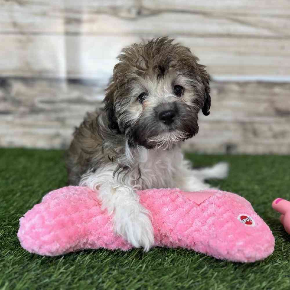 Female Havanese Puppy for Sale in Saugus, MA