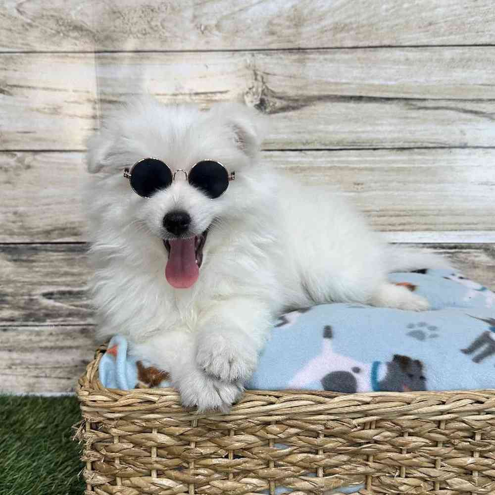 Male American Eskimo Puppy for Sale in Saugus, MA