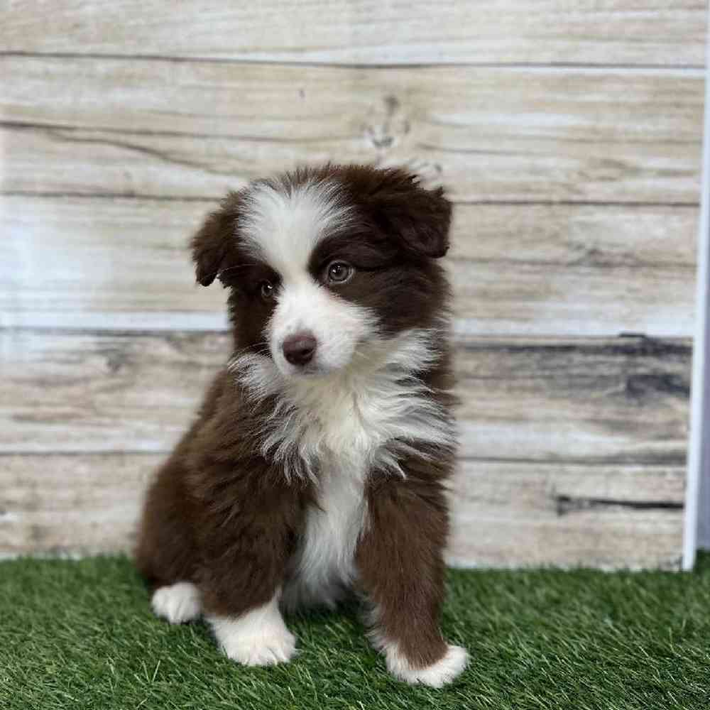 Female Miniature Australian Shepherd Puppy for Sale in Saugus, MA