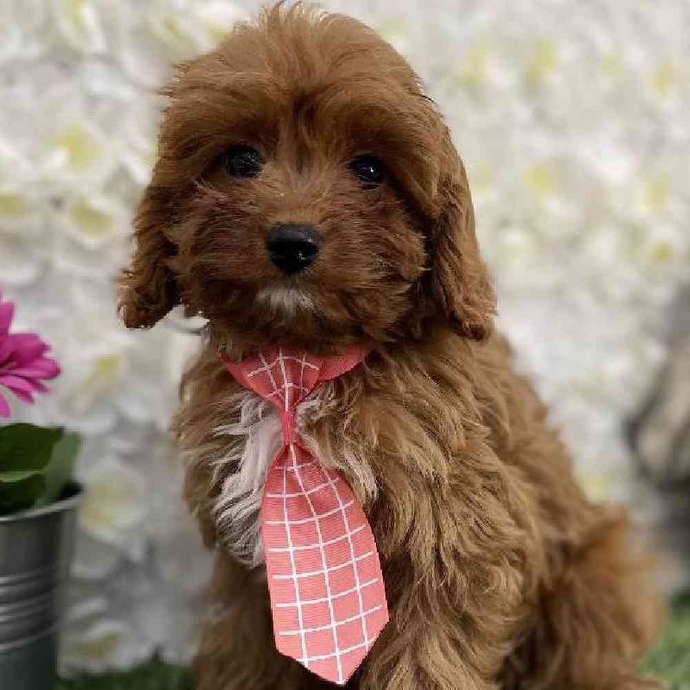 Male Cavapoo Puppy for Sale in Braintree, MA
