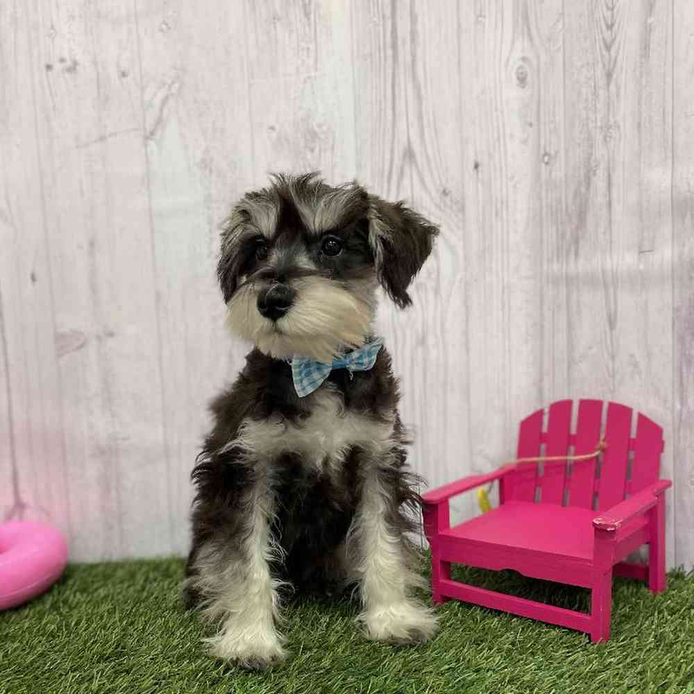 Male Miniature Schnauzer Puppy for Sale in Braintree, MA
