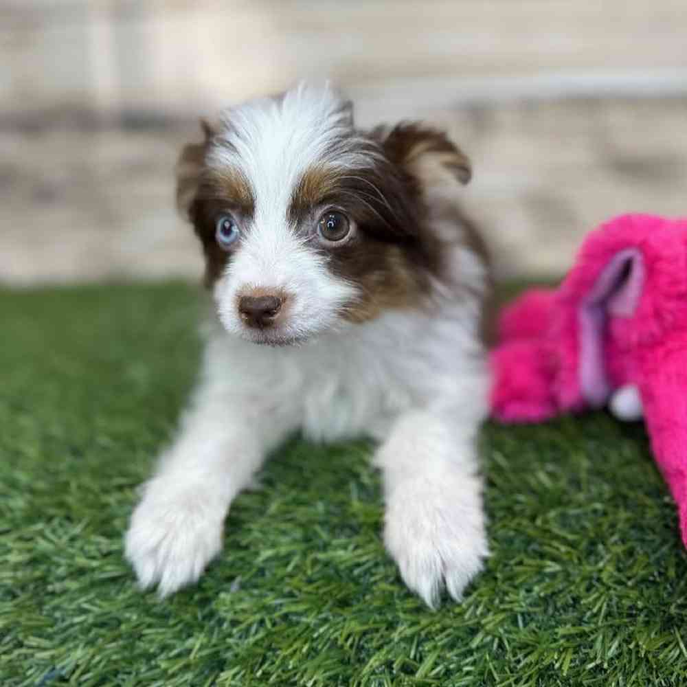 Female Toy Australian Shepherd Puppy for Sale in Saugus, MA